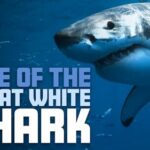 Rise of the Great White Shark